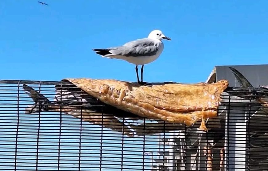 Coastline Seafood Tour – Cape Town